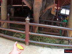 Enthousiasteling, Aziatisch, Grote kont, Grote lul, Stel, Hardcore, Gezichtspunt, Rijden