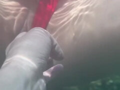 Amateur, Cul, Gros cul, Grosse, Japonaise, Coréenne, Fille latino, Adolescente