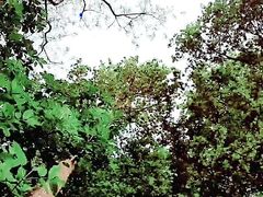 Slutboyben CAM4 Nympho Exhibitionist Brainfucked in Public XIV