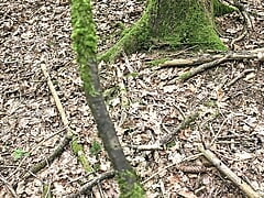 Thong found in the forest and cum covered