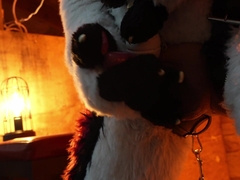 Husky Fursuiter Suspension Jerkoff