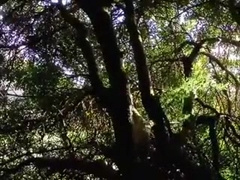 Algarvian Bush Boys