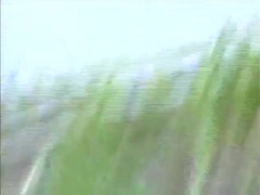 What happens deep in the forest - Pacific Sun Entertainment