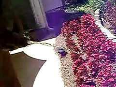 Old Man Pissing