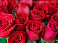 Gay porn, ai, hd videos