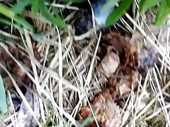 my cum on the grass