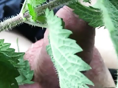 nettles with painfully stining