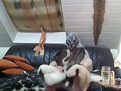 demonic furpriest