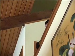 Fat bears fuck