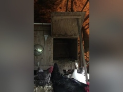 FARM BOY NAKED IN CHICKEN COOP