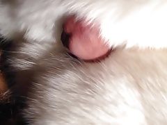 White and red fox fur stroke
