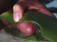 Jerking Off With Aloe Vera Ultil I Nut A Thick Load