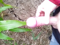 Sprayed Corn - gespritzer Mais