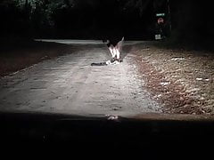 Strip in middle of rd