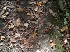 Little Nylon Forest Walk