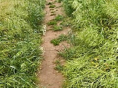 Wanking and walking through the woods