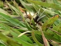 Latino Hunks Suck And Fuck Outdoors